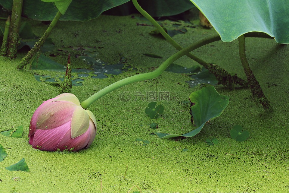 叶,植物,花园