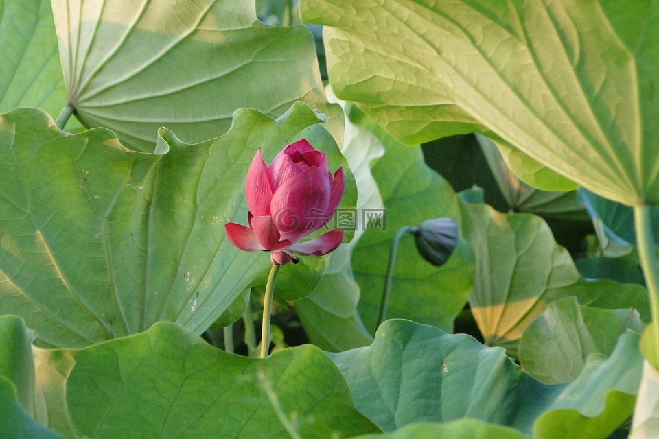 花,荷花,蓮花