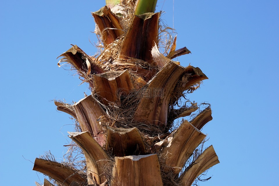 棕榈,部落,棕榈树的根