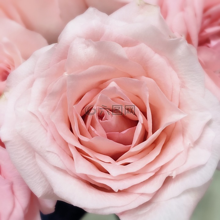 玫瑰,粉玫瑰,一只