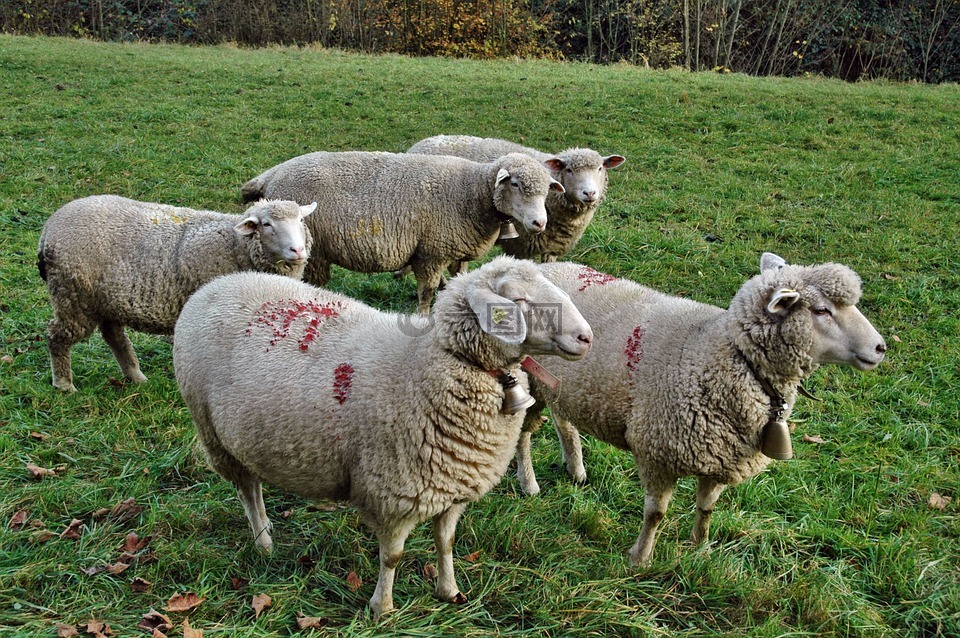 羊,羊群的羊,牧场