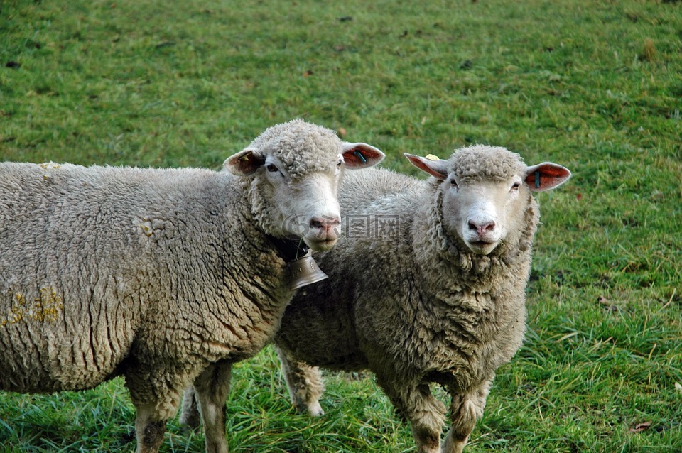 羊,牧场,牲畜