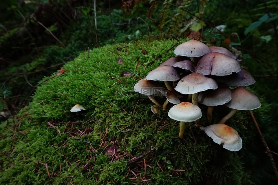 蘑菇,塔夫茨大学的真菌,含硫量元首
