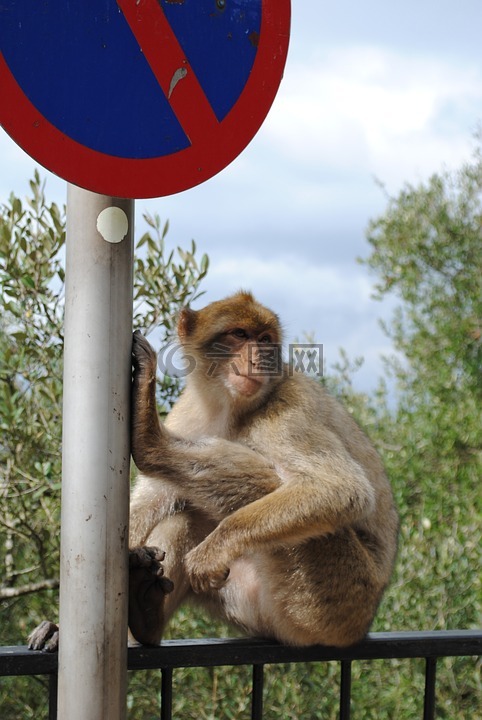猴子,直布罗陀,西班牙