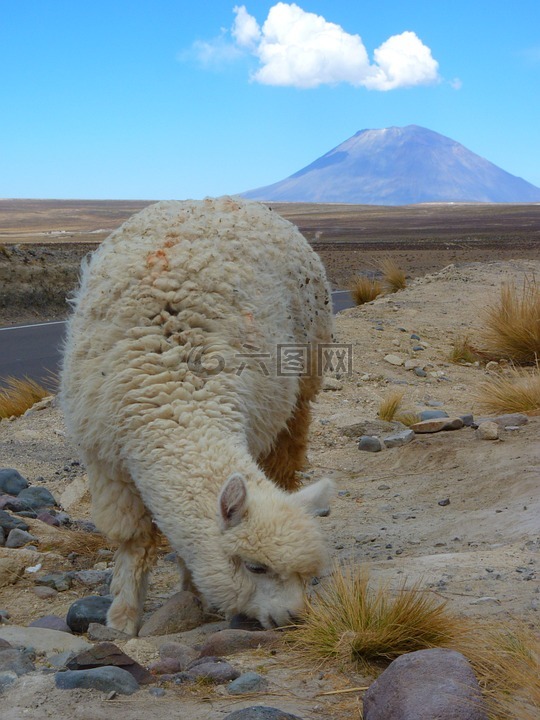 羊驼,vicugna 帕索斯,火山