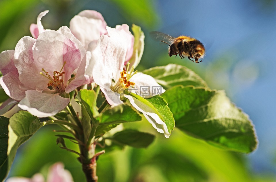 大黄蜂,苹果花,飞行