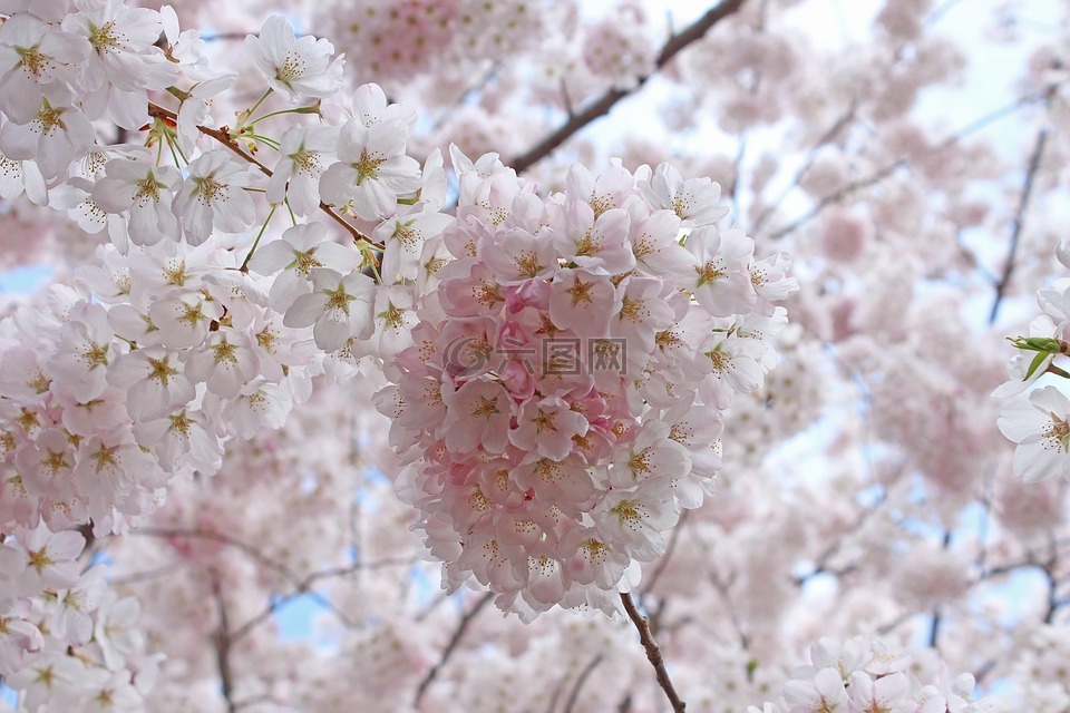 樱桃花,春,高园
