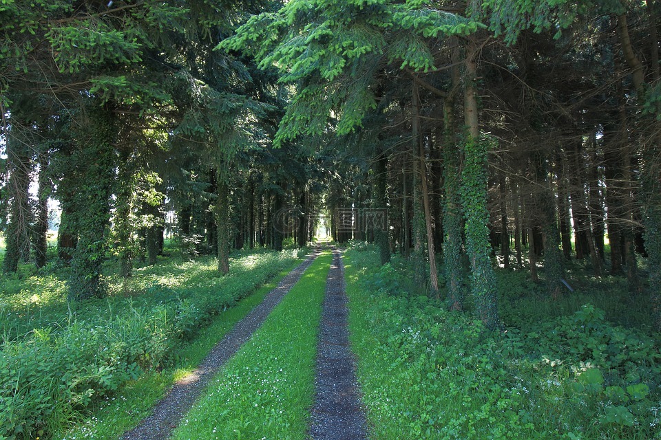 森林,森林路径,树木