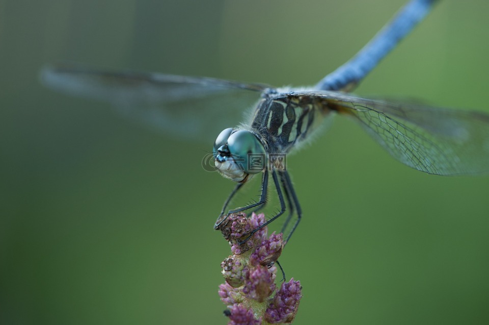 蜻蜓,昆虫,蓝色