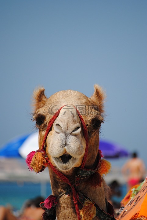 迪拜,阿联酋,骆驼
