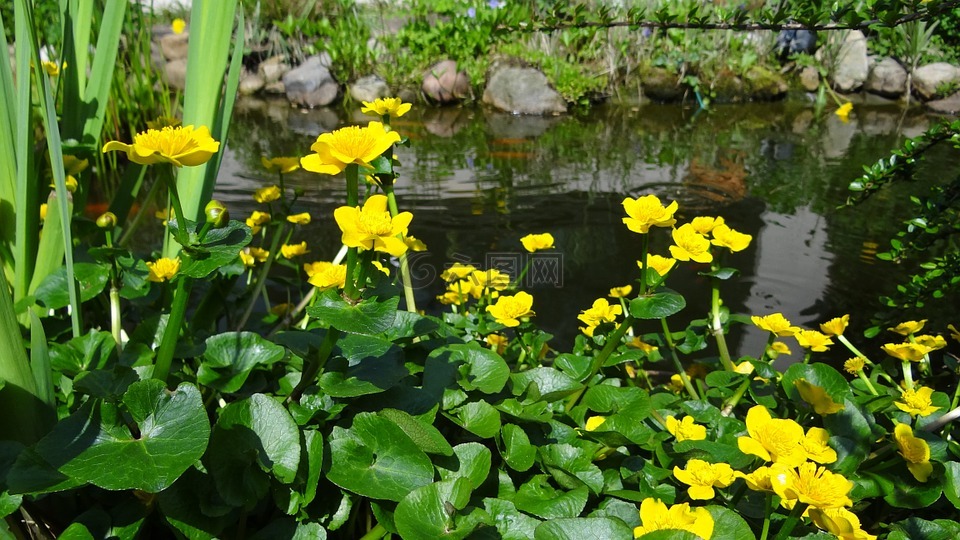 池塘,池塘花,水