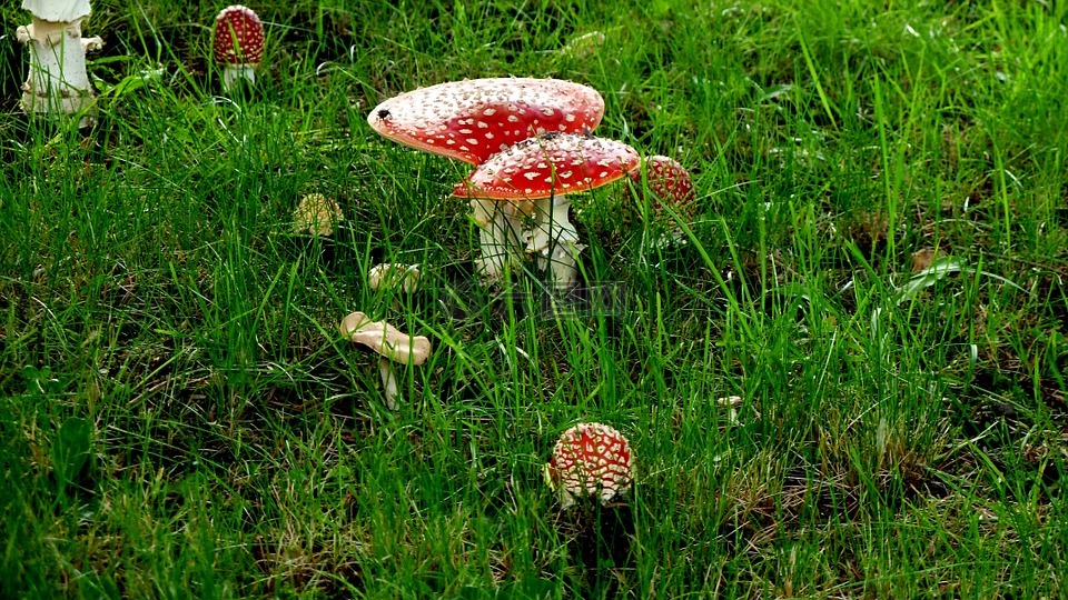 matryoshka,蘑菇,红色