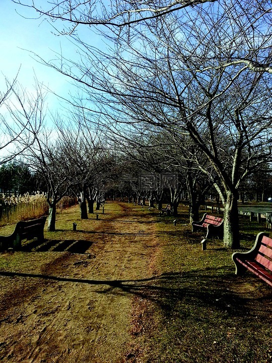 公园,自然,长凳