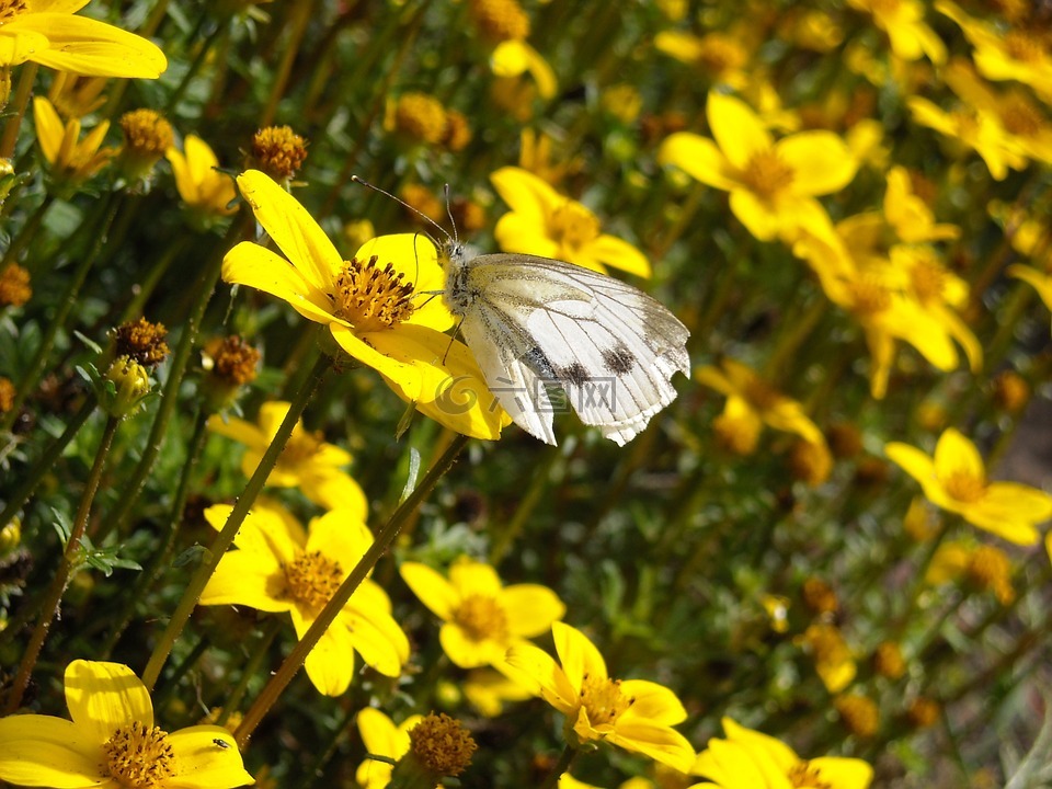 蝴蝶,白菜白,黄色的花朵