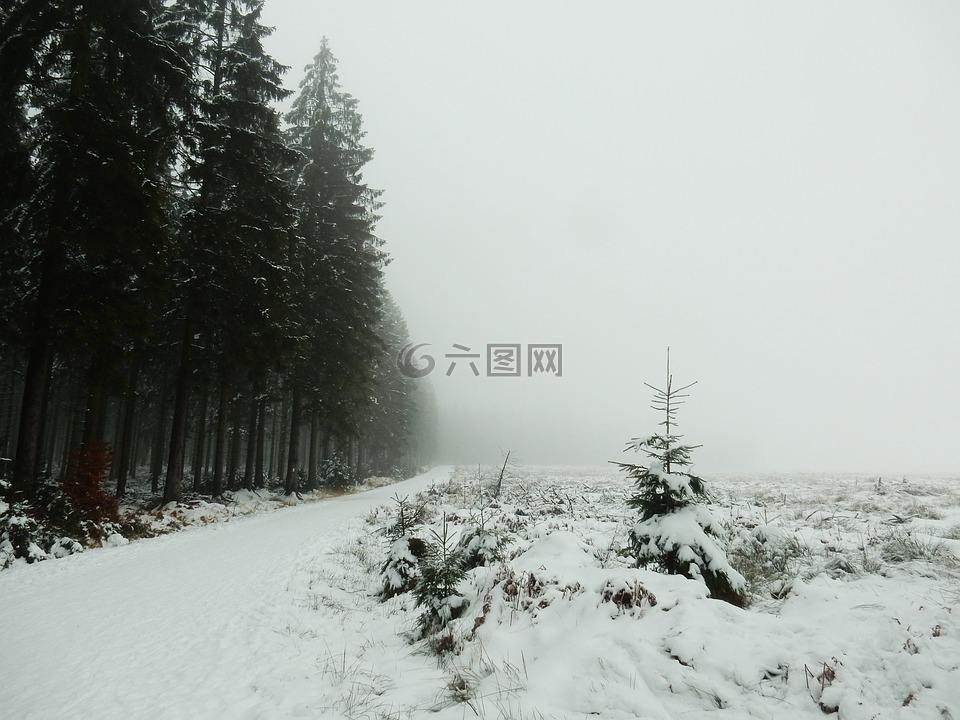 雪,林,针叶树