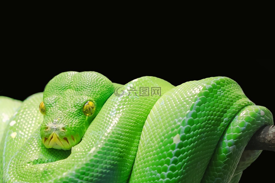 绿树蟒,python,树蟒