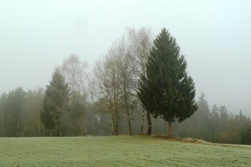 雾,11 月,树