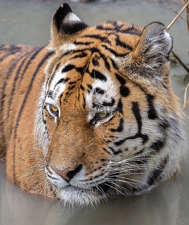 虎,缩放,盖尔森基兴的动物园