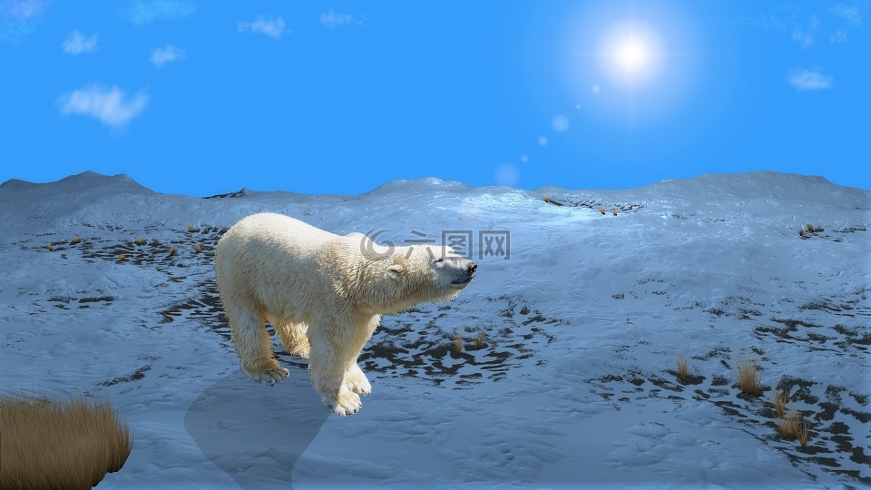 nanuq,北极熊,北极