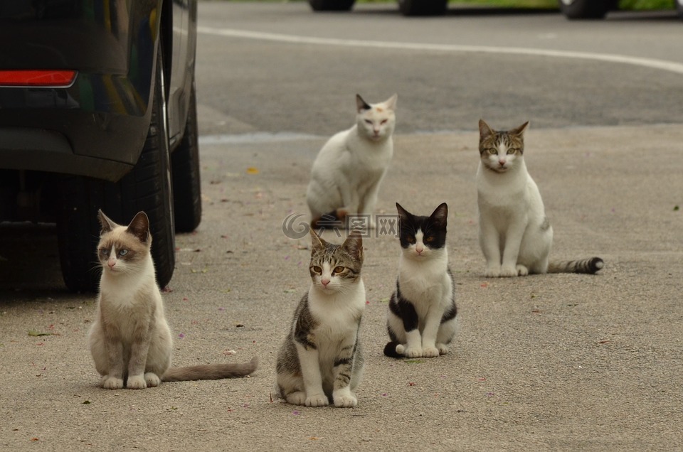猫咪,小猫,巷子里的猫