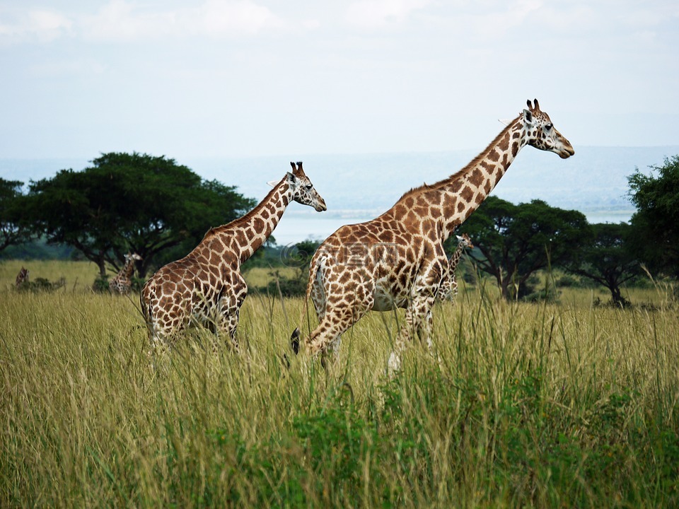 长颈鹿,罗斯柴尔德，长颈鹿,乌干达