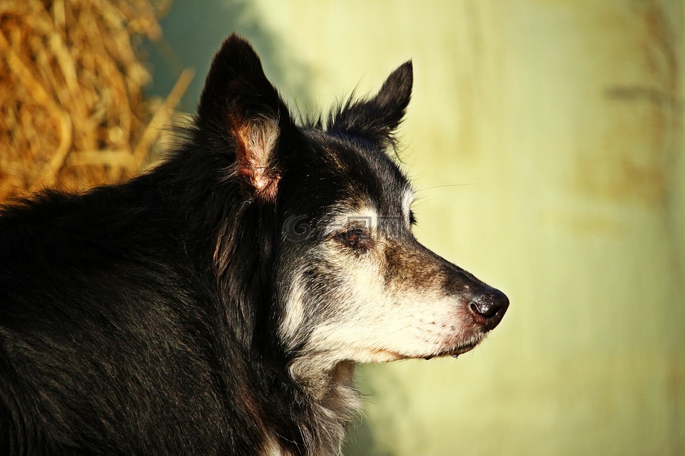 狗,边境牧羊犬,牧羊狗