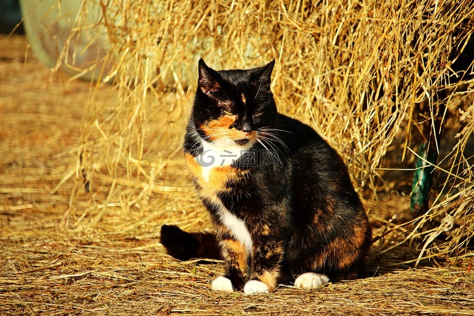 猫,幸运猫,国内的猫