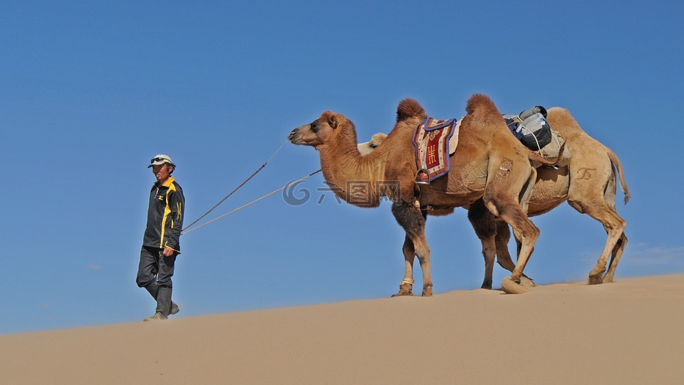 沙漠,骆驼,蒙古