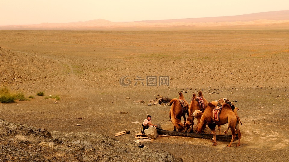 蒙古,沙,沙漠