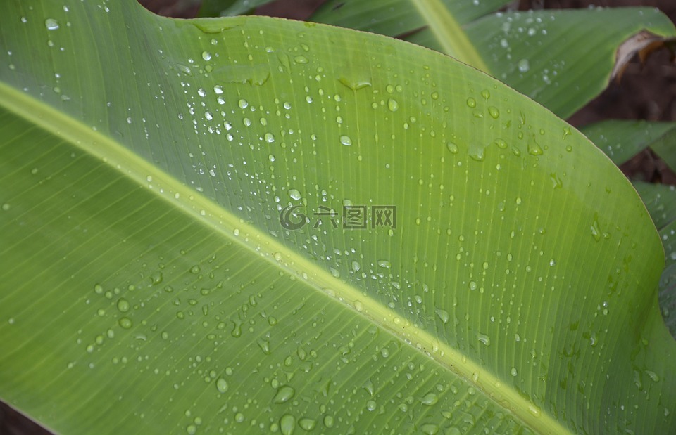 香蕉叶,香蕉树,湿纸页