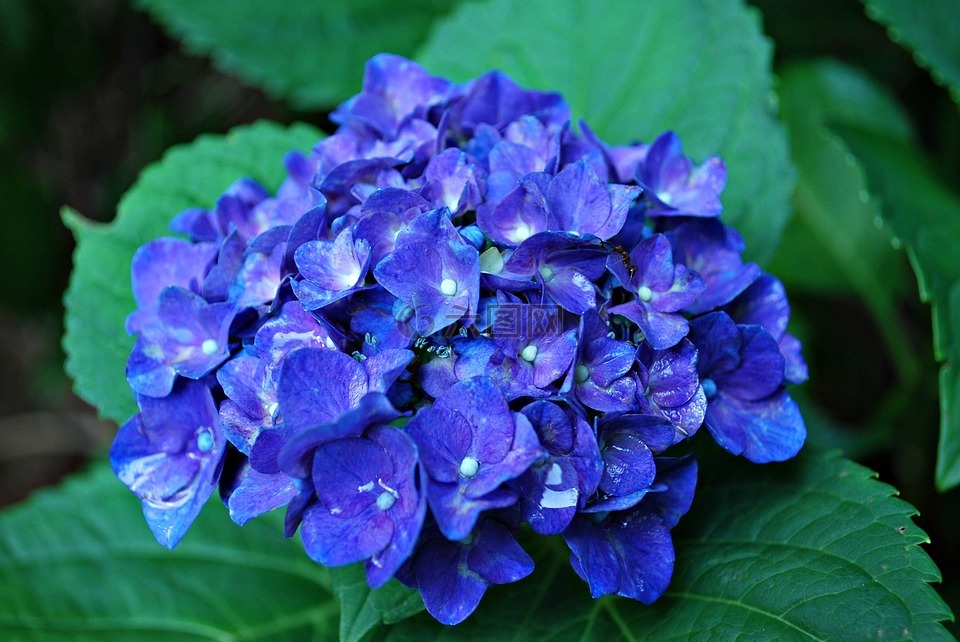 蓝色绣球花,绣球,蓝色的花