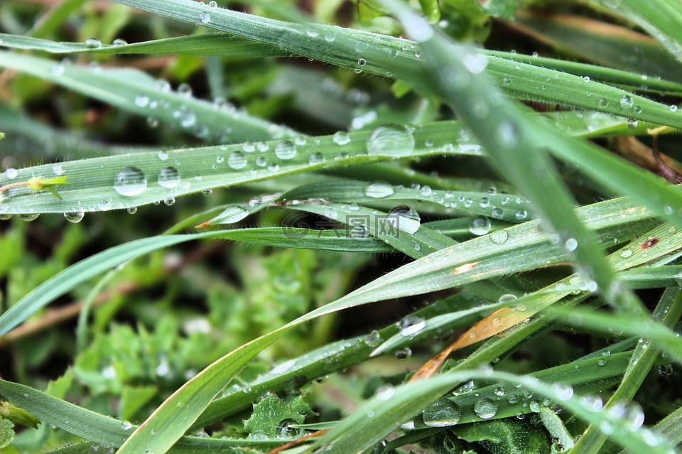 雨,草,科贾埃利
