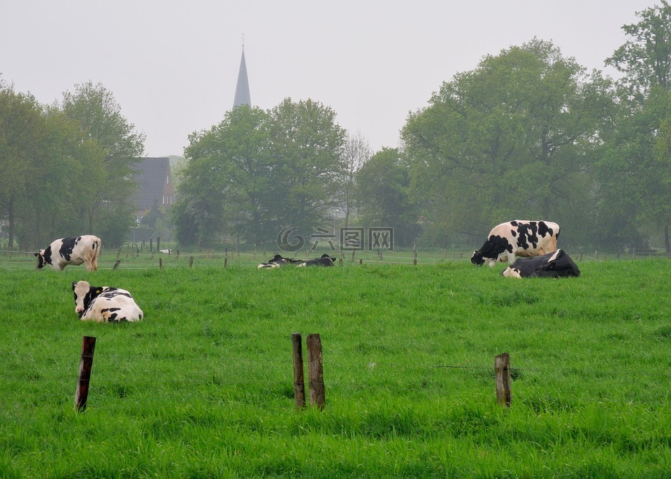 niederrhein,土地,奶牛