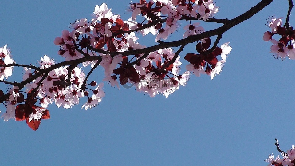 树,春,樱桃分支机构