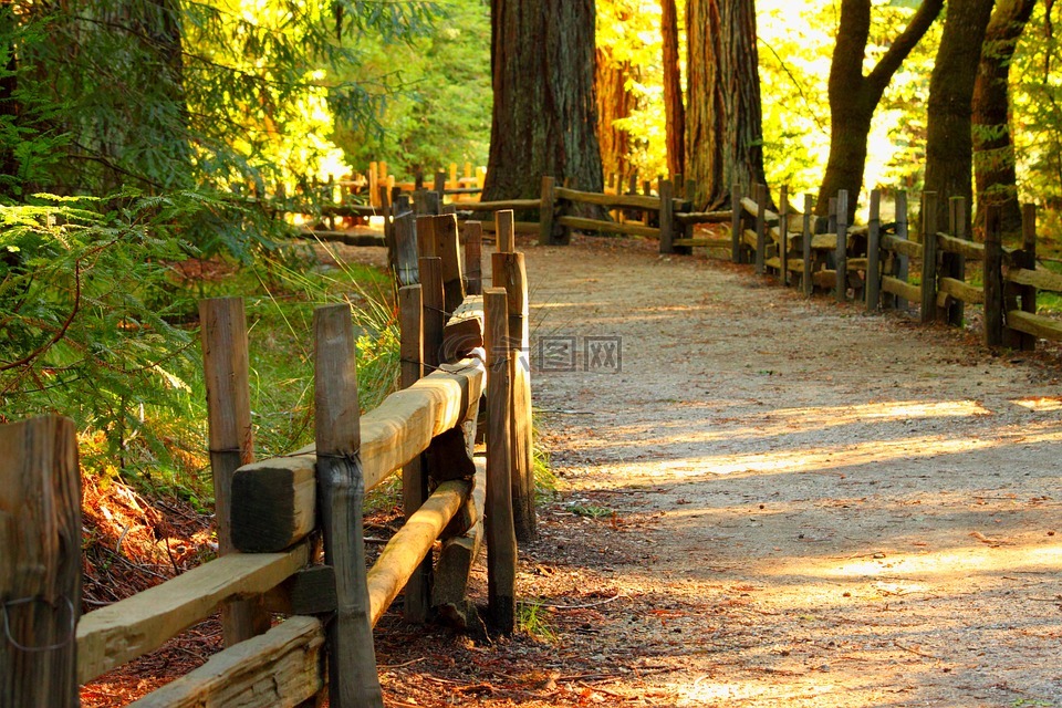木材,秋天,树