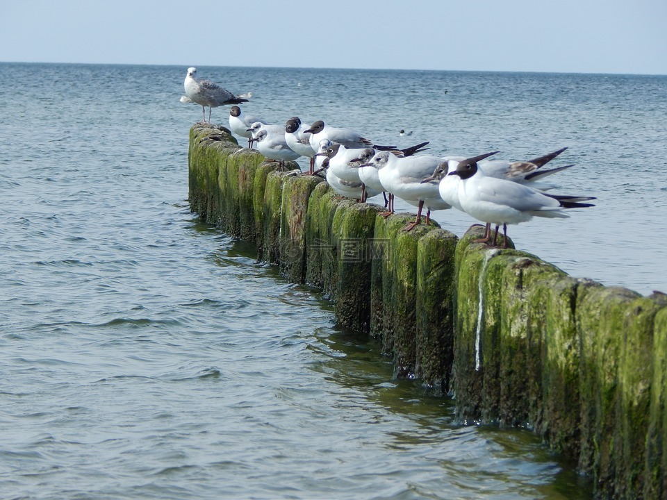 码头,防波堤,鸟