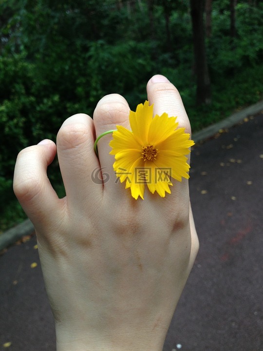 鲜花,黄色,手