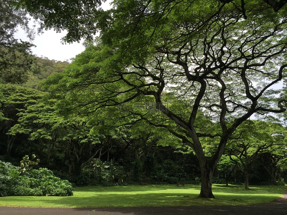 树,夏威夷,热带
