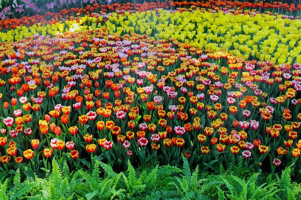 鬱金香,花園,鮮花