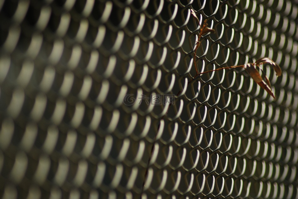 植物,电线,边框