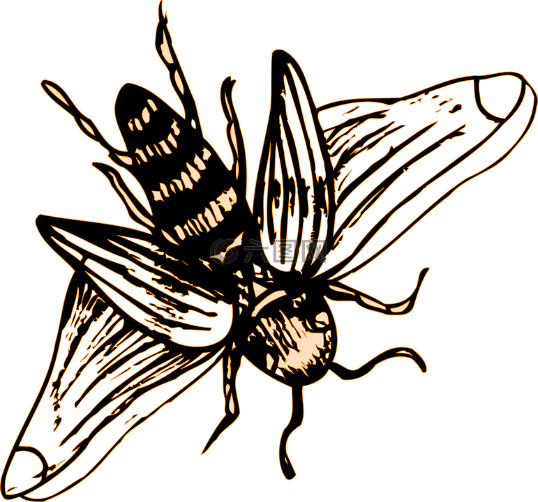 蜜蜂,条纹,翅膀