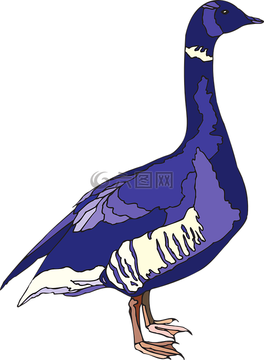 蓝色,紫色,鸟