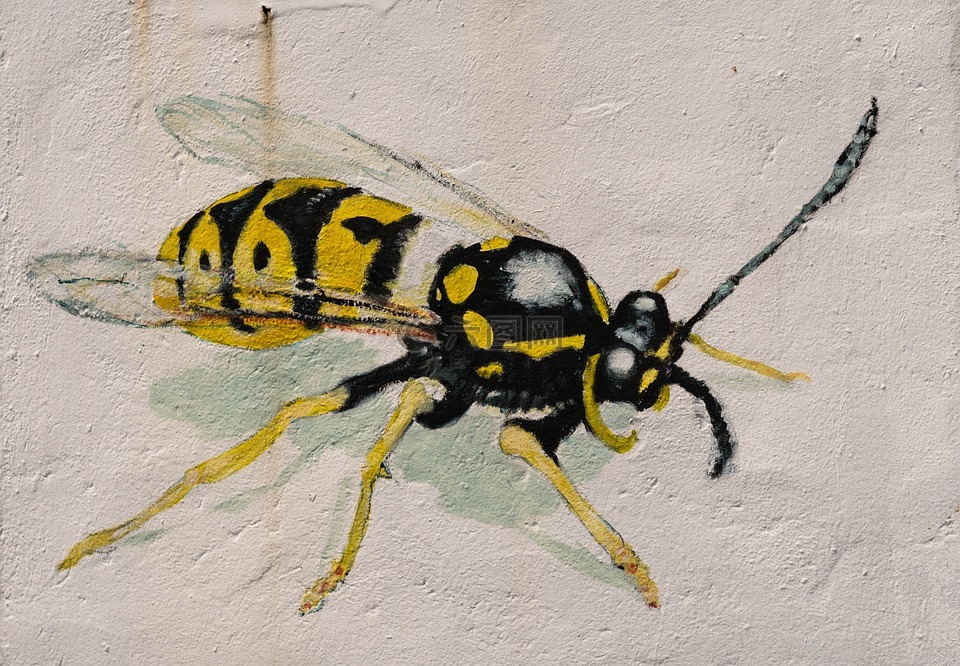黄蜂,墙,涂鸦