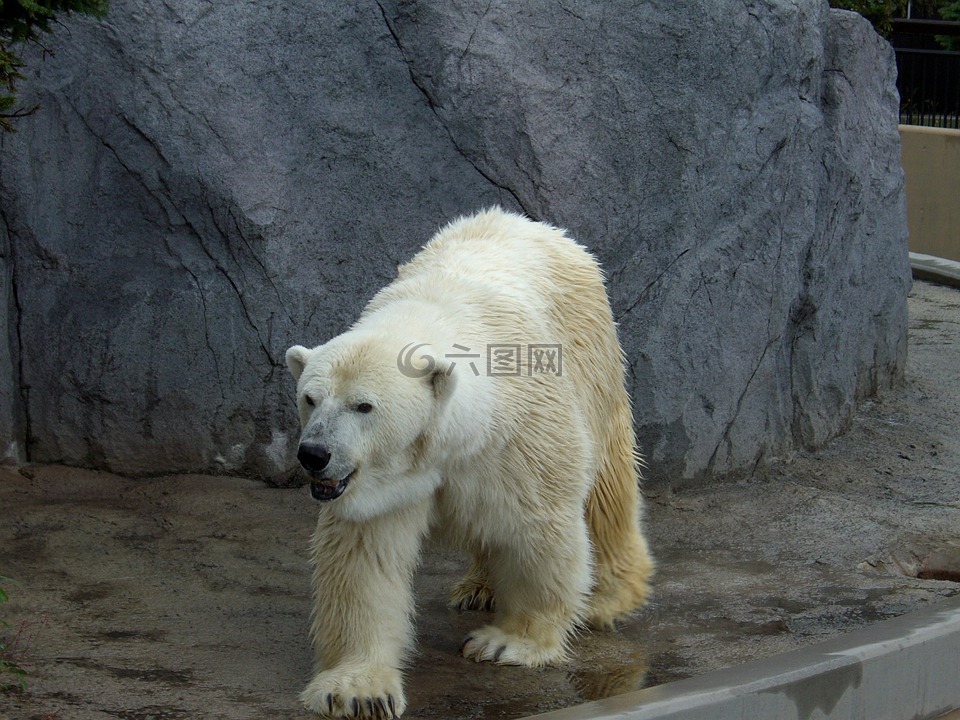北极熊,动物园,北海道