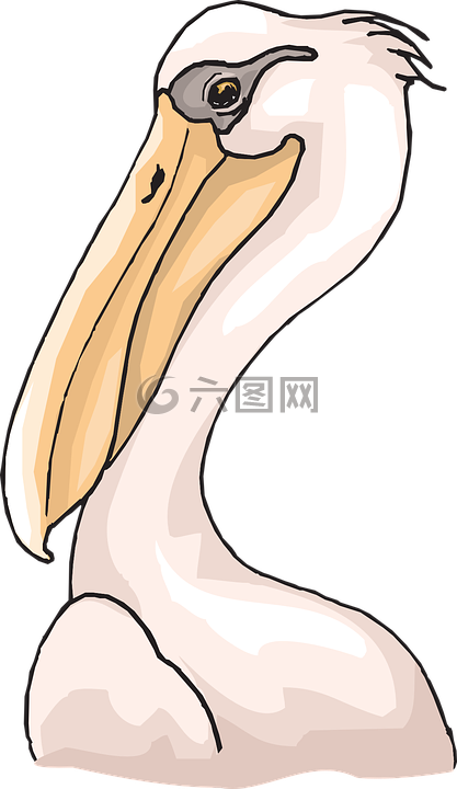 鹈,海鸟,pelecanus erythrorhynchos