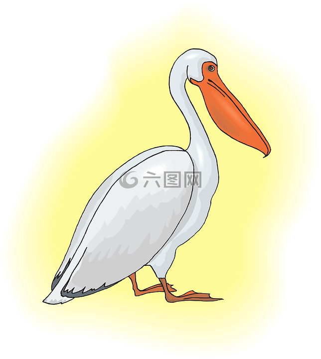 鹈,海鸟,pelecanus erythrorhynchos