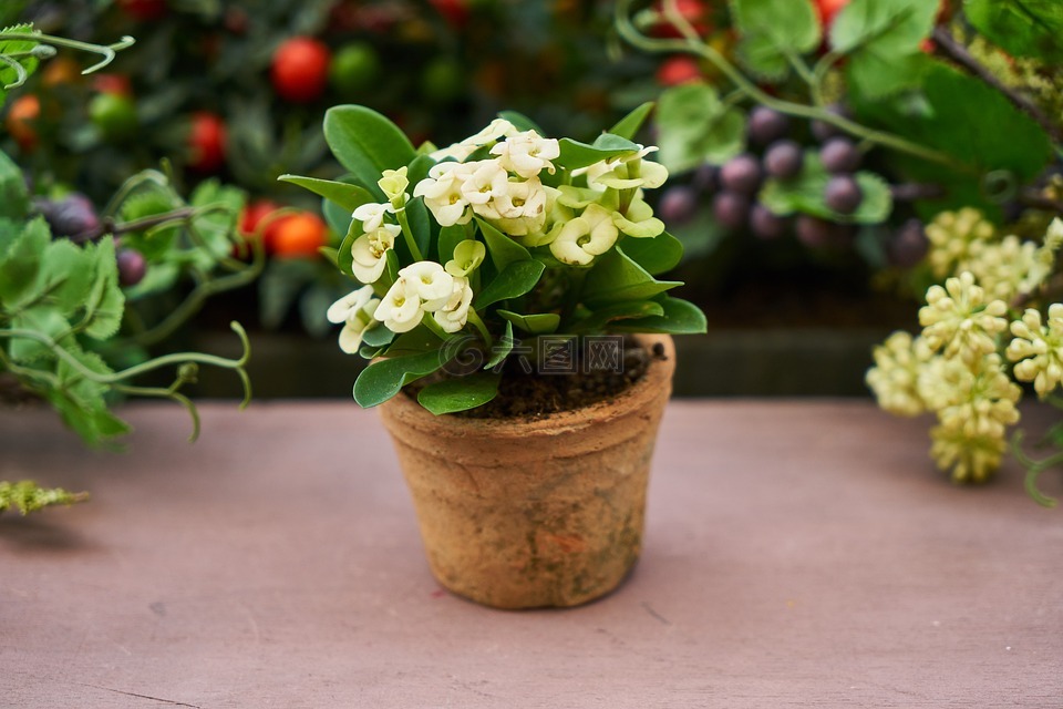 花卉,植物,叶子