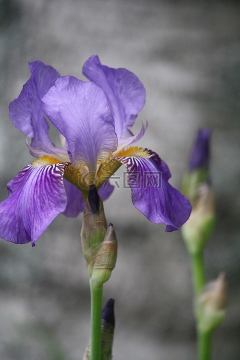 鸢尾花,自然,紫色