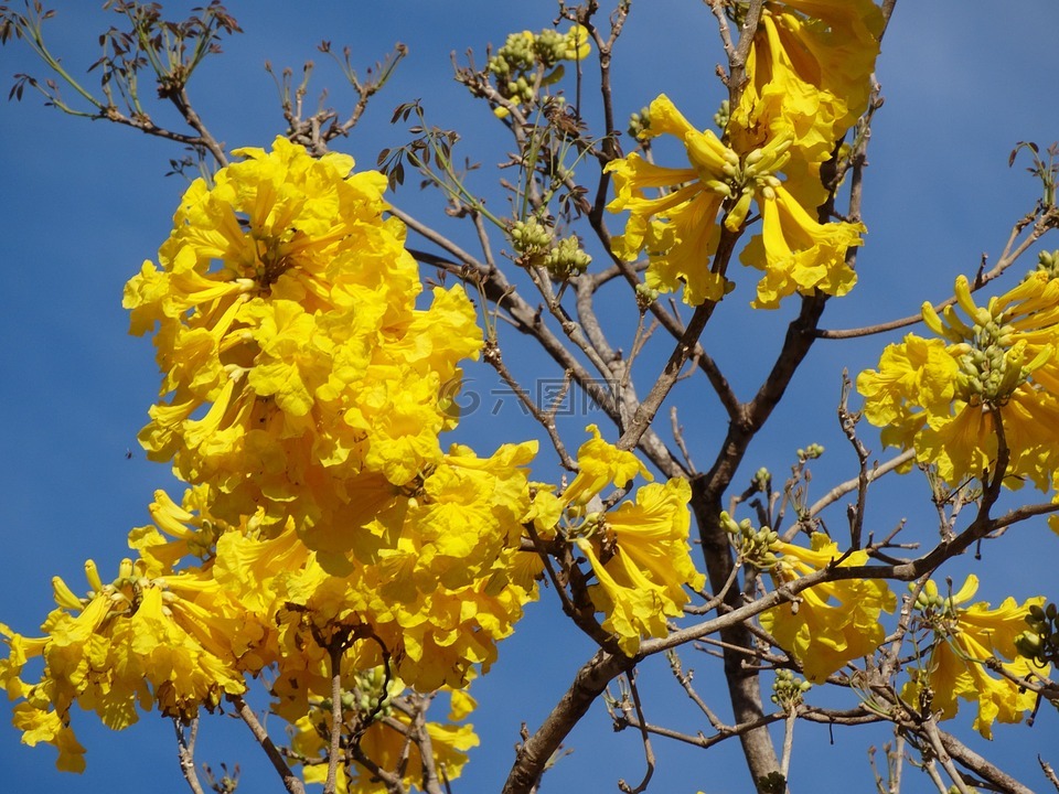 黄色花,黄色 ipê,鲜花