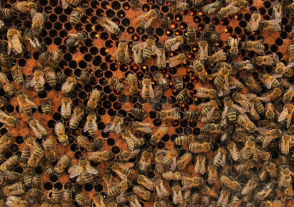 蜜蜂,蜂蜜,殖民地